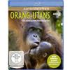 OneGate Media GmbH Orang-Utans - Die unbekannten Menschenaffen (plus Special: 60 Jahre en ins Tierreich)