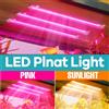 NONE Barra LED per Coltivazione Piante 220V Spettro Completo, Lampada per Idroponica, Crescita Vegetativa, Fiori, Succulente e Verdure