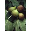 HERBOPLANET MSA FICUS CARICA 50ML - HERBOPLANET - 900116017