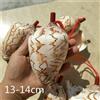 1x Naturale Conchiglia Corno Piffero Mare Snail Giocattolo Novità Gift Strumento