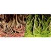 Reptiles-Planet Reptiles Planet Amazonian Albero delle Radici Poster con 2 Lati, 15 m Rotolare, 30 cm Altezza