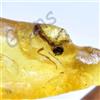 20.20 CT Naturale Tanzania Ambra Fossil Insetto Inclusione FACET Certificato