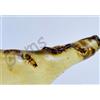 16.75 CT Naturale Tanzania Ambra Fossil Insetto Inclusione FACET Certificato