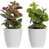 DKD Home Decor Pianta Ornamentale del brand Arancione Verde Gres Polipropilene (PP) (9,8 x 8 x 18 cm) (2 Pezzi) (Riferimento: S3014237)