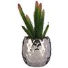 Ibergarden Pianta, Multicolore, Standard