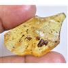 16.35 CT Naturale Tanzania Ambra Fossil Insetto Inclusione FACET Certificato