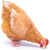 Frisa Presepi Gallina Becca x statue H 10 cm