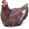 Frisa Presepi Gallina Cova proporzionate x statue H 14-16 cm