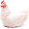 Frisa Presepi Gallina Cova x statue H 20 cm