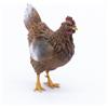 Frisa Presepi Gallina in Piedi x statue H 24 cm