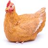 Frisa Presepi Gallina Cova x statue H 30 cm