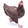 Frisa Presepi Gallina Cammina x statue H 7 cm