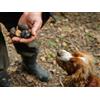 Smartbox Tartufai per un giorno: caccia al tartufo nei pressi di Roma con pranzo di 7 portate per 2