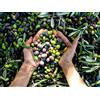Smartbox 6 bottiglie di olio EVO sicliano o ligure, paté di olive e carciofini sott'olio a casa tua