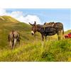Smartbox Trekking con asinelli a Rocca Calascio e Santo Stefano di Sessanio con light lunch per 4
