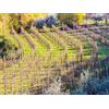Smartbox 1 romantica degustazione di vino per 2 in una cantina sul Lago di Garda