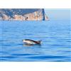 Smartbox Alla ricerca dei delfini in Sardegna con un'escursione in gommone per 2
