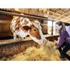 Smartbox Nella vecchia fattoria: attività con gli animali con degustazione per 2 adulti e 2 bambini
