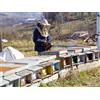 Smartbox Visita guidata agli alveari e degustazione di miele bio in un agriturismo in Toscana