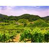 Smartbox Enologia in Veneto: visita e degustazione con 1 o 2 bottiglie di vino