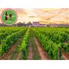 Smartbox Degustazione con gli esperti di Vitigni Irpini e 2 bottiglie di vino