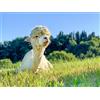 Smartbox Picnic con gli alpaca in Toscana