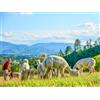 Smartbox Visita agli alpaca in famiglia: picnic e souvenir per 2 adulti e 1 bambino
