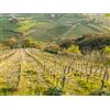 Smartbox Degustazioni enologiche per 2 in cantine selezionate nelle Marche