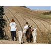 Smartbox Slow trekking con alpaca nelle campagne senesi per 2 adulti