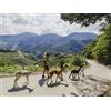 Smartbox Tra il verde e gli alpaca: una divertente attività di famiglia in Trentino Alto Adige