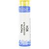 Thuya occident 9ch gr - - 800243091