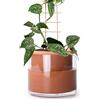 Phoenix Vine Vaso per piante autoinnaffiante da 15,2 cm, in terracotta, per interni, con vaso di vetro, 51-A-F-1