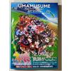 Ichijinsha Uma Musume Pretty Derby Artworks Vol 02 & Code libro d'arte giapponese nuovo