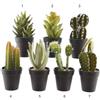 Kaemingk Pianta grassa con vaso 18-28cm assortite