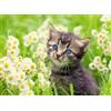 Ravensburger - Puzzle 500 Pezzi Gattino Nel Prato | Puzzle Per Adulti 500 Pezzi | Puzzle Adulti Per Bambini Dai 14 Anni In Su | Regalo Compleanno Per Bambini Dai 14 Anni In Su | Misure 49x36cm