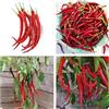 Generico Semi di Peperoncino Cayenna Lungo, Confezione da 100 Semi, Piccantezza Media, Peperone Piccante per Coltivazione