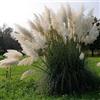Generico Semi di Pampas Grass Bianchi, Piume Decorative per Giardino e Artigianato, Plume Blanche seeds