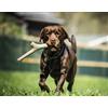 Bama Pet Gioco per Cani Tuttomio Bama Pet, marrone