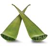 Benessence Foglia di Aloe Vera