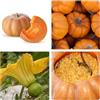 Generico Semi di Zucca lardaia Toscana, Varietà Tradizionale per Orto, Confezione 5 Semi, Tuscan lard pumpkin seeds