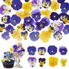 Celblisora 80 pezzi 8 tipi di fiori naturalmente essiccati e pressati per decorare torte - Mix di viola tricolore per cocktail, artigianato fai da te