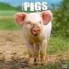 AVONSIDE Pigs Calendar 2024 | Square Farm Animal Wall Calendar - 16 Month