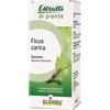 Boiron Ficus Carica Boi Mg 60ml Int