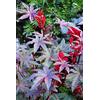 Legutko Semi di ricino viola della Nuova Zelanda, Ricinus Communis