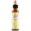 Schwabe Pharma - Clematis Fiori Di Bach Original Rimedio Fitoterapico Confezione 20 Ml