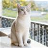 Houkary 10x3m Rete per Gatti, Rete Gatti Balcone, Anti Uccelli, Anti Piccioni, Resistente ai Morsi, Ai Raggi UV e alle Intemperie, per Balconi, Scale, Terrazzee e Finestre