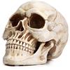 READAEER- Statua di Teschio in Resina a Grandezza Naturale - Replica Cranio Umano con Dettagli Esclusivi - Perfetto come Arredo Horror per la Casa