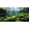 MIRRORANG 120x50cm Acquario Subacqueo Sfondo Seagrass Pianta Acquatica Sfondo Fiume Letto & Lago Acquario Sfondo Vinile