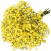 CENCERY 10 Gambi Fiori Artificiali Gialli, Finto Gypsophila Babys Breath Spray, Bouquet per Fai da Te, Decorazioni per Tavolo e Festa