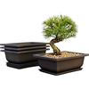 BONSAIOUTLET Set di 3 vasi da allenamento con vassoi per umidità - Rete integrata, grandi fioriere da 15 cm + realizzati in resistente resina infrangibile, set di 3 vasi